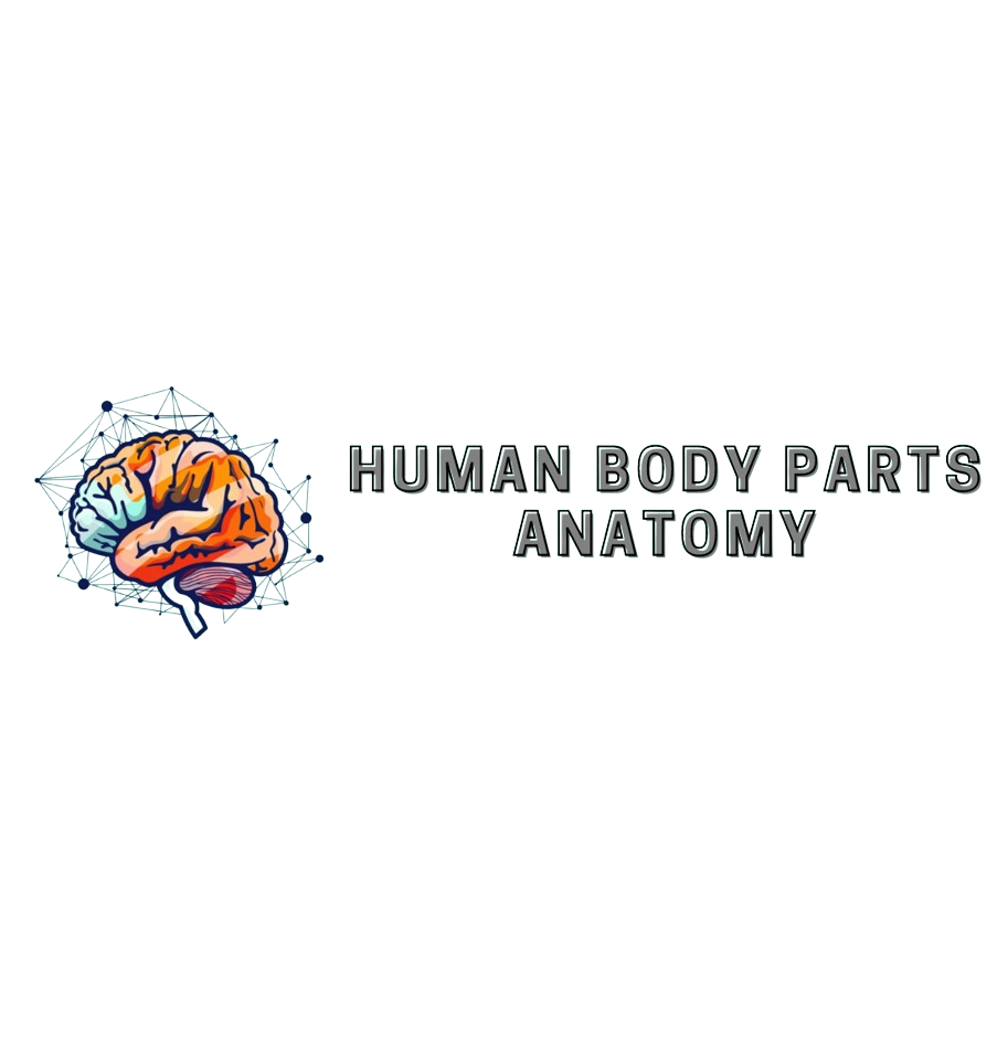 HumanBodyPartsAnatomy Logo